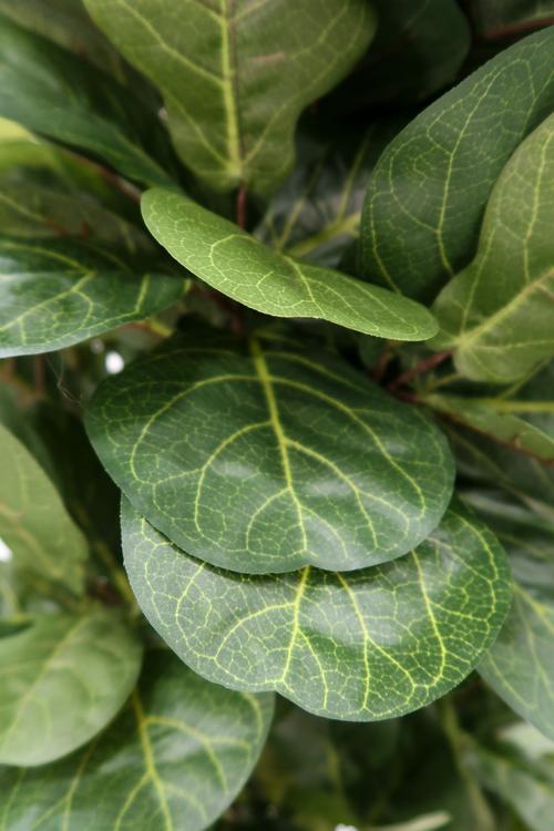 6’ Fiddle Leaf Fig Tree